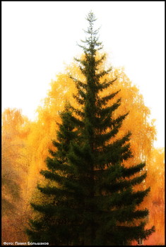 Ohne Titel / ***