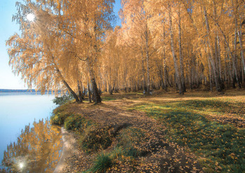 Herbst Birken / ***