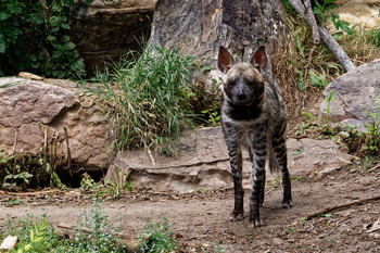 African Wild Dog / African Wild Dog