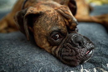 Boxer Dog / Boxer Dog