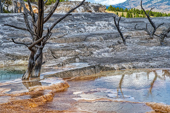 Dead Tree in Yellowstone / Dead Tree in Yellowstone