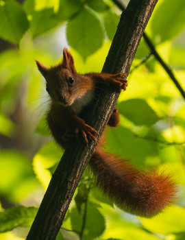 Eichhörnchen / ***