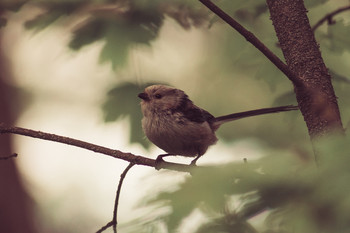 Long-tailed Tit / ***