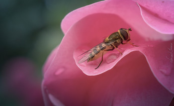 After the rain... / Hover fly resting on the rose flower after the rain. Photo was taken with Nikon D5600 and 18-55mm kit lens.