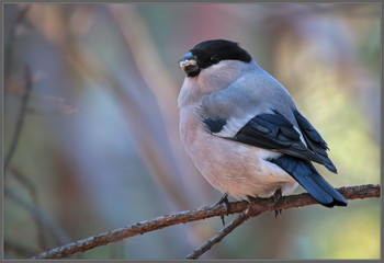 in den herbstlichen Wald / ***