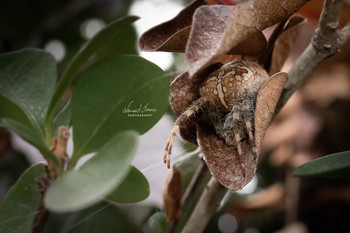 Garden spider in ambush / Garden spider lurking for the pray. Shot with Nikon D5600 and 18-55mm kit lens. Single frame, no flash used.