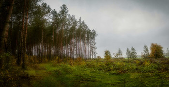 &nbsp; / Magical forest