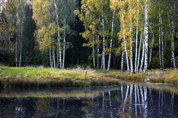 Birch. / ***