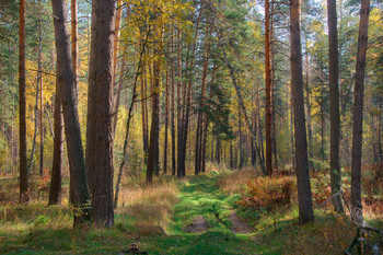 Der Weg in den Wald / ***