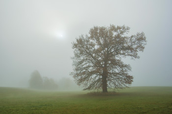 Herbstnebel. / ***