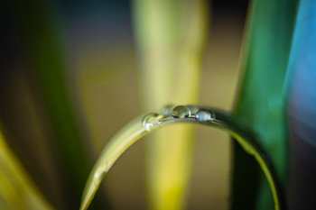 Curva natural. / Fotografía de hojas.