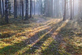Morgen in den herbstlichen Wald / ***