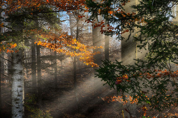 Herbst / Sonnenstrahlen durchstreifen den Wald