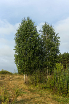 Birches / ***