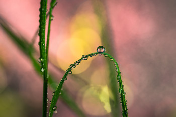 Tobogán del recuerdo. / Fotografía macro en cautividad.