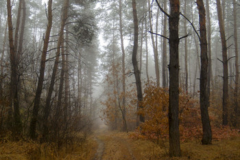 Morgen in einem Kiefernwald / ***