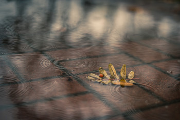 Autumn etude / ***