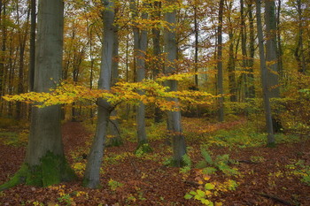 Herbst im Wald / ***