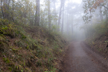 in den herbstlichen Wald / ...