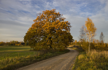 Der Herbst des Patriarchen / ***