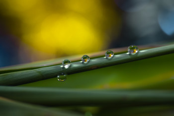 Gotas en el trapecio. / De la serie macro y las gotas.