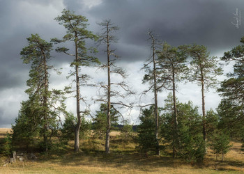 Family / Tree family captured on Zlatibor mountain. Photo is captured with Nikon D5600 and 18-105mm lens.