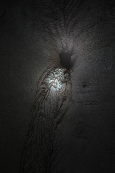 Ghost / Tief im Wald