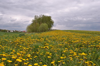 Frühlingsspaziergang / ***