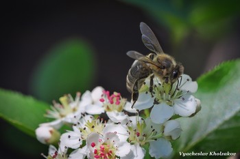 Bei der Arbeit / ***