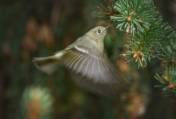 Ruby-crowned Kinglet (fall migration) / ***