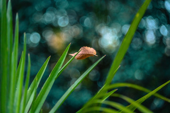 Resiste la caída. / Jardín en otoño.