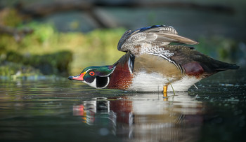 Wood duck (male) / ***