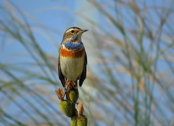 Blaukehlchen / ...