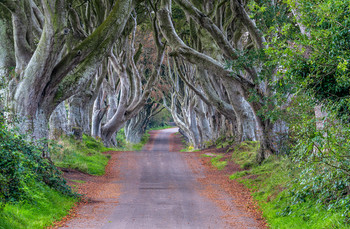 the dark Hedges / the dark Hedges