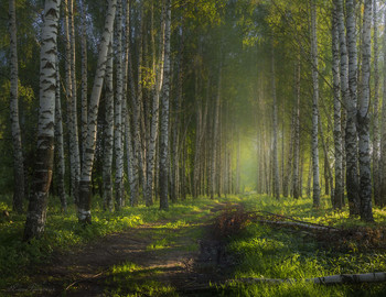 Winterwald / ***