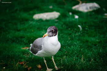 SEAGULL / ***