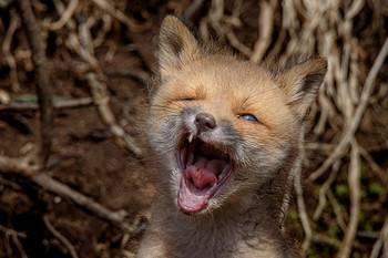 Wolfsblut / ***