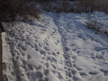 Spuren im Schnee / ***