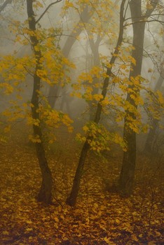 Herbst / ***