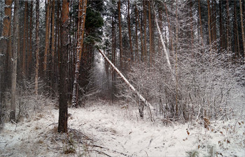 Winterwald / ***