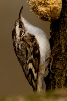 Waldbaumläufer / aufgenommen an einem Futterplatz am täglichen Rundwanderweg