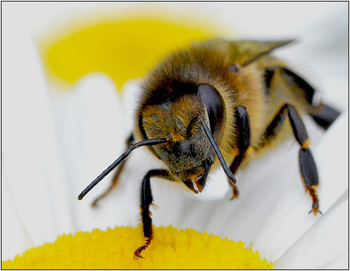 Gänseblümchen. / ***