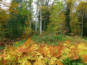 Loki Schmidt Garten Hamburg / ***