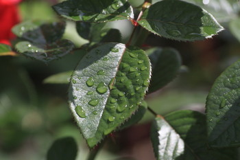 Nach dem Regen / ***
