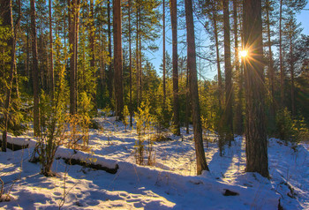 Spring Forest / ***