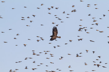 Bussard zwischen Bergfinken / Über einen Sonnenblumenfeld flogen im Winter Schwärme tausender Bergfinken. Die Raubvögel versuchten immer wieder, diese kleinen Kerlchen zu erwischen.