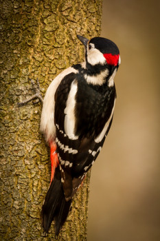 großer Buntspecht / beim täglichen Spaziergang erwischt