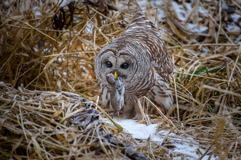 Barred Owl (Strix varia) / ***