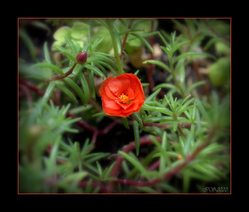 Die feuerrote Blume / [img]https://i.imgur.com/N8j3dHu.jpg[/img]