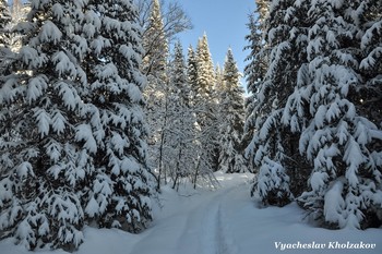 in den Winterwald / ***